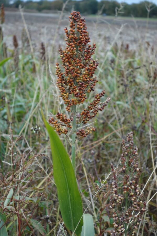 Shorgo Millet
