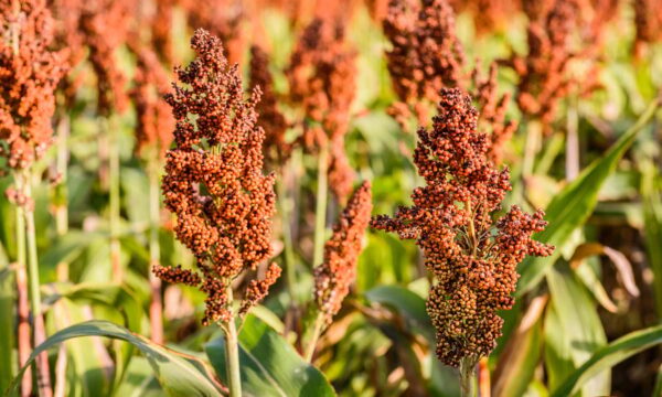 Sorghum Millet