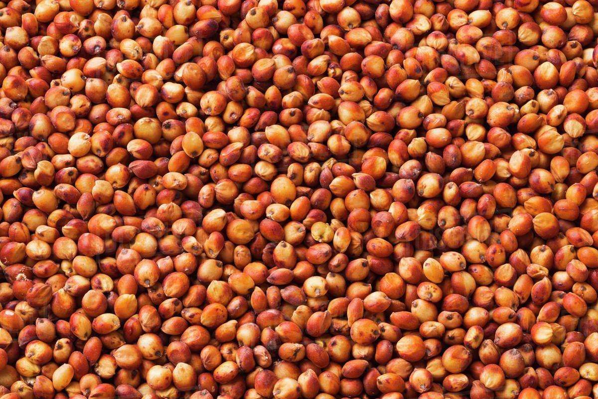 Sorghum Seeds