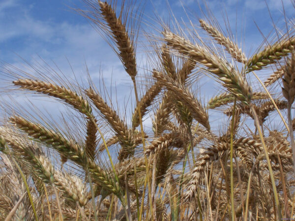 Triticale
