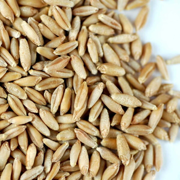 Triticale Seeds