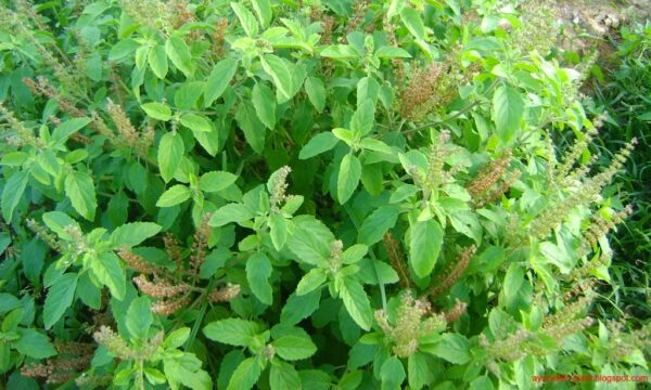 Tulsi Leaves